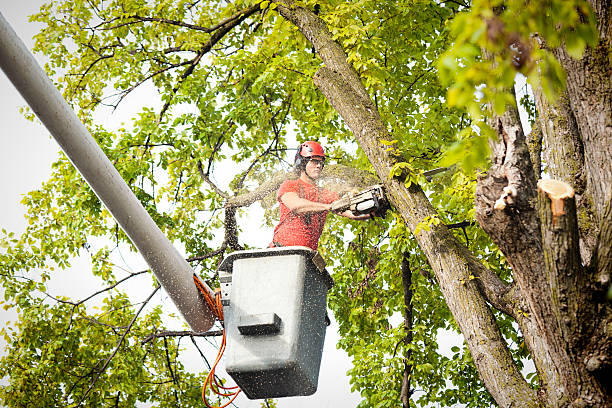 Best Tree Branch Trimming  in Duryea, PA